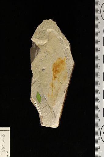 Banara prehernandiensis Berry