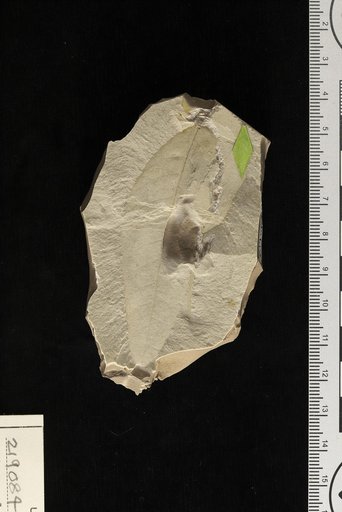 Maytenus latifolioides Berry