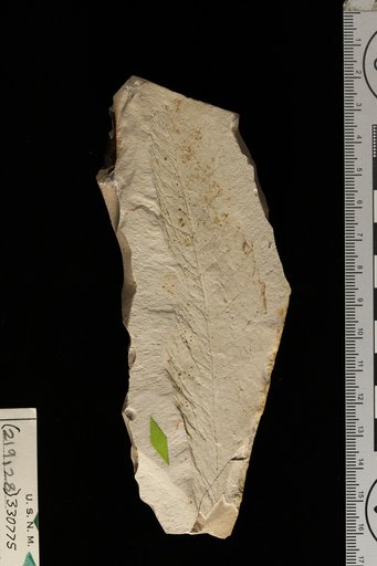 Tetracera patagonica Berry