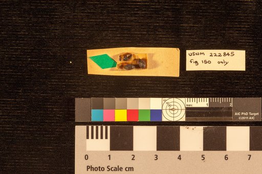 Drupa rhabdosperma Lesquereux