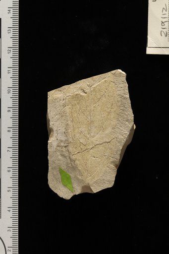 Rhamnidium ? patagonicum Berry