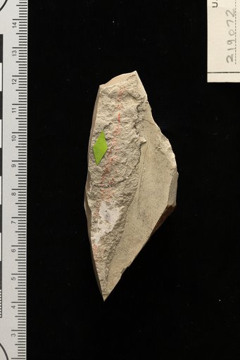 Poacites sp Berry