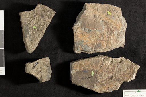 Schizolepis liaso-keuperina Braun