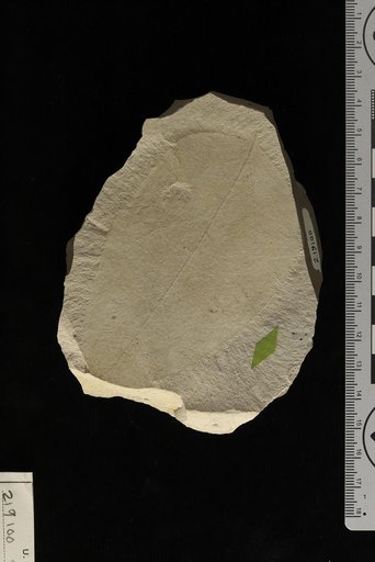 Arabideaea patagonica Berry