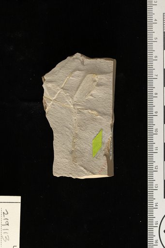 Carpolithes bivascularis Berry