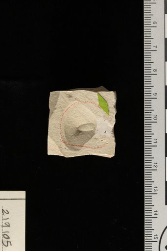 Carpolithes mirhojanus Berry