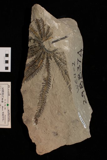 Phlebopteris smithii (Daugherty) Arnold