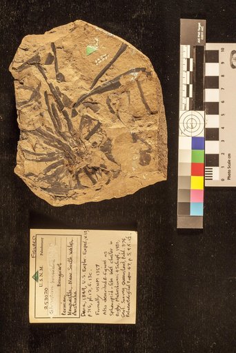 Genus indet. species indet. Rigby et al.