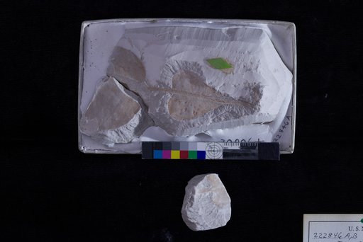 Ternstroemites crassus Berry