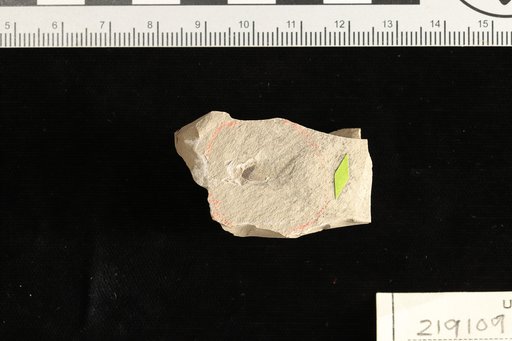 Carpolithes patagonicus Berry