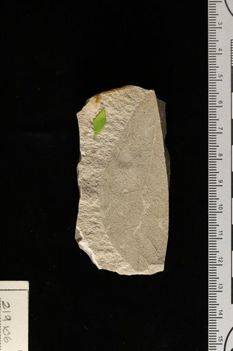 Bignonites ovatus Berry
