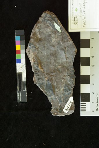 Laurus socialis Lesquereux