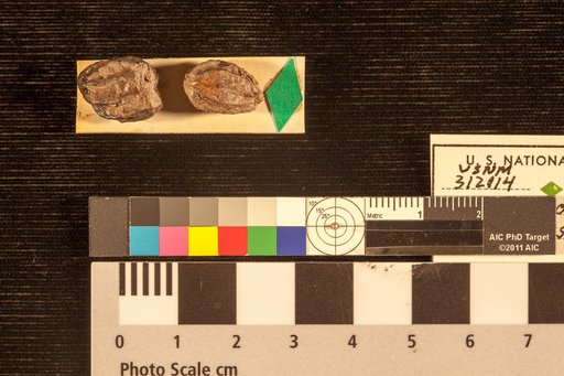 Aristolochites curvata Lesquereux