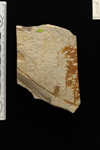 Phyllites sloaneaformis Berry