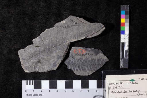 Mertensides bullatus (Bunbury) Fontaine