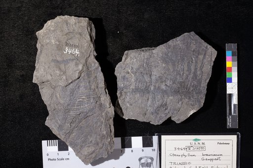 Ctenophyllum braunianum Goeppert
