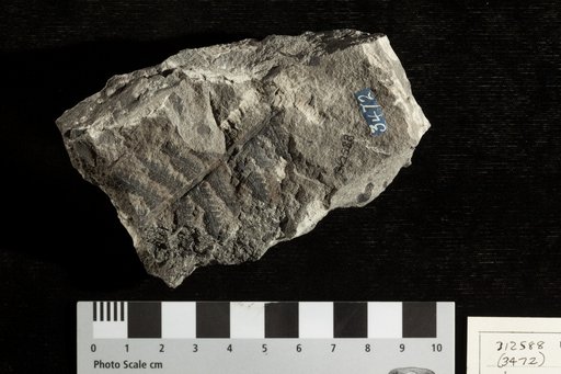Asterocarpus platyrachis Fontaine