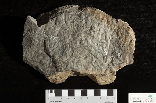 Asterocarpus virginiensis var. obtusilobus Fontaine