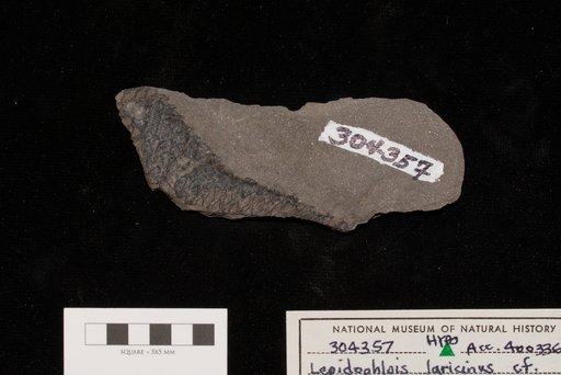 Lepidophlois cf. laricinus Sternberg