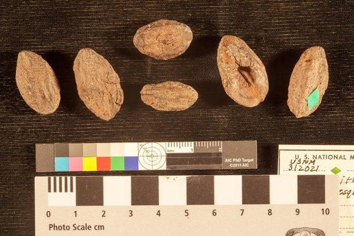 Carpolithes grayana Lesquereux