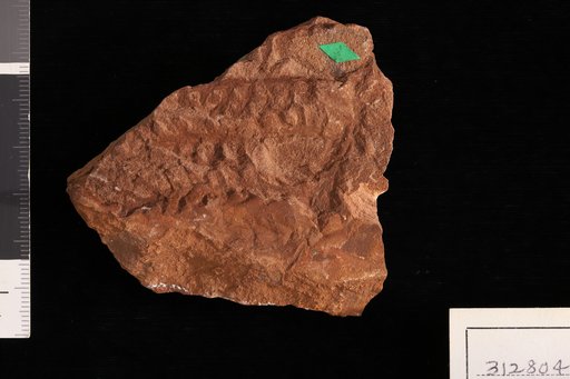 Yakia heterophylla White