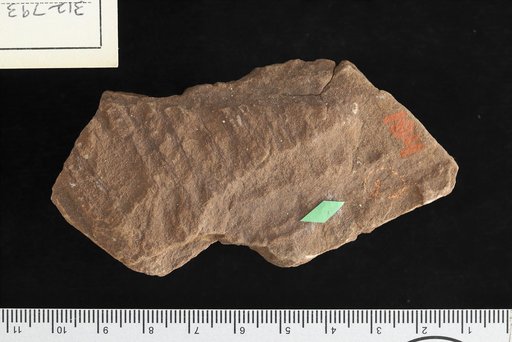 Walchia gracillima White