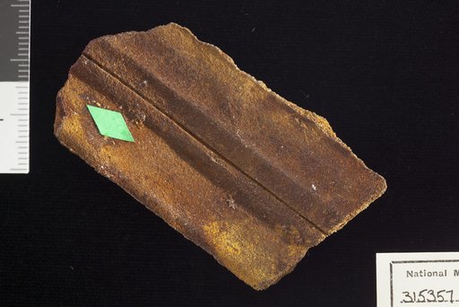 Amomalophyllites bridgetonensis Hollick