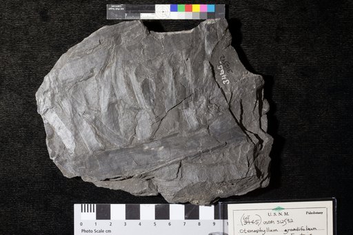 Ctenophyllum grandifolium Fontaine