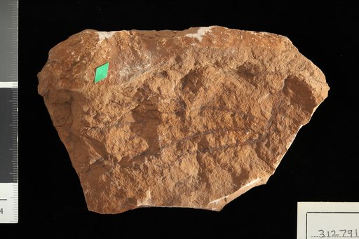 Pagiophyllum dubium White