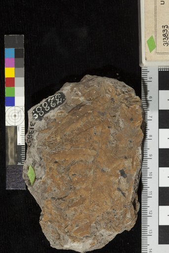 Cladophlebis constricta Fontaine