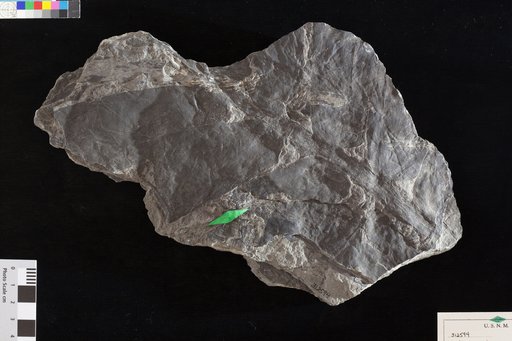 Sphenozamites rogersianus Fontaine