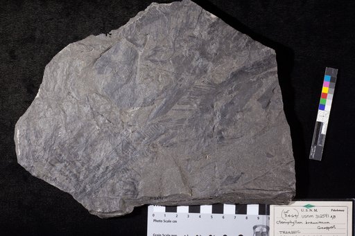 Ctenophyllum braunianum Goeppert