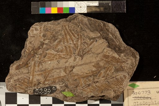 Cladophlebis virginiensis Fontaineux