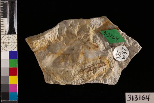 Melastomites montanensis Brown