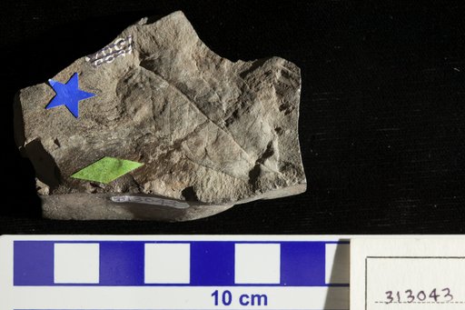 Diospyros anceps Heer