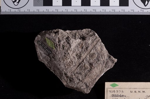 Athrotaxopsis grandis Fontaine