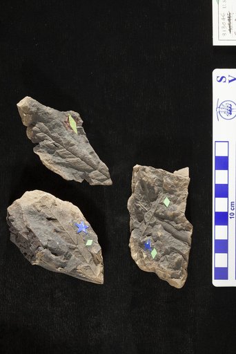 Comptonia cuspidata Lesquereux