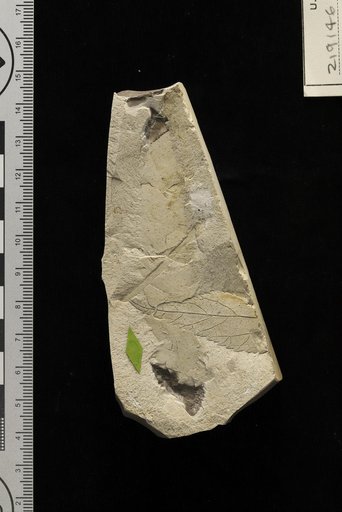 Phyllites clarki Berry