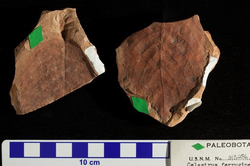 Celastrus ferrugineus Ward