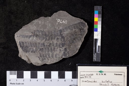 Mertensides bullatus (Bunbury) Fontaine