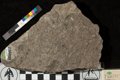 Athrotaxopsis grandis Fontaine