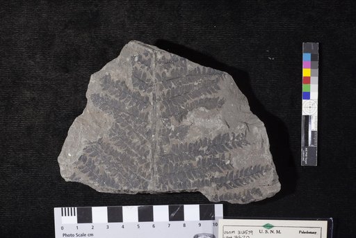 Mertensides bullatus (Bunbury) Fontaine