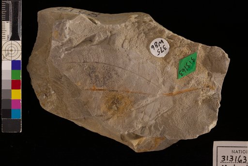 Melastomites montanensis Brown