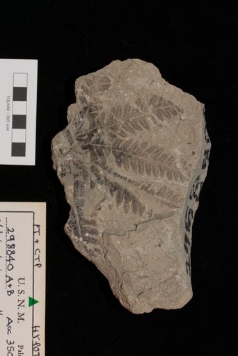 Phlebopteris smithii (Daugherty) Arnold