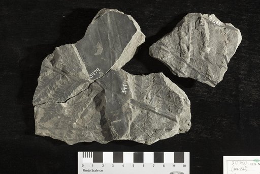 Asterocarpus virginiensis var. obtusilobus Fontaine