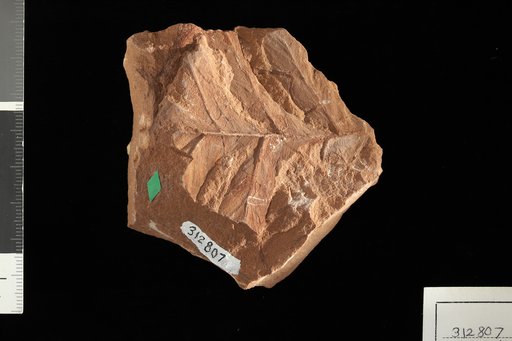Brongniartites ? yakiensis White