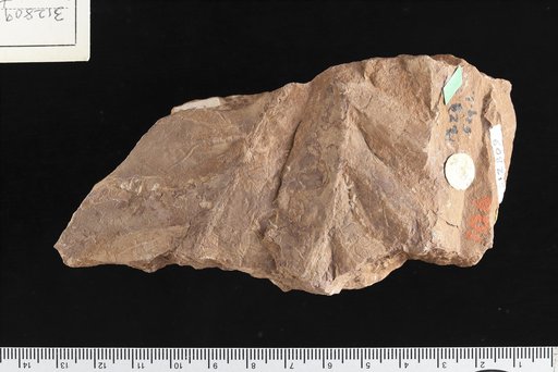 Brongniartites ? yakiensis White