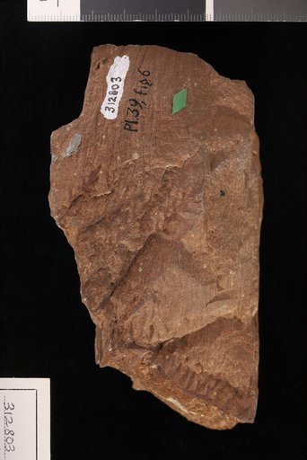 Yakia heterophylla White