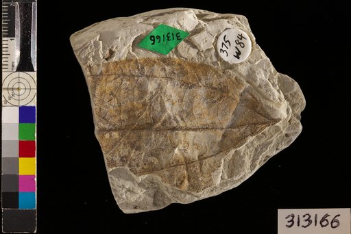 Melastomites montanensis Brown