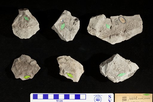 Sequoia biformis Lesquereux